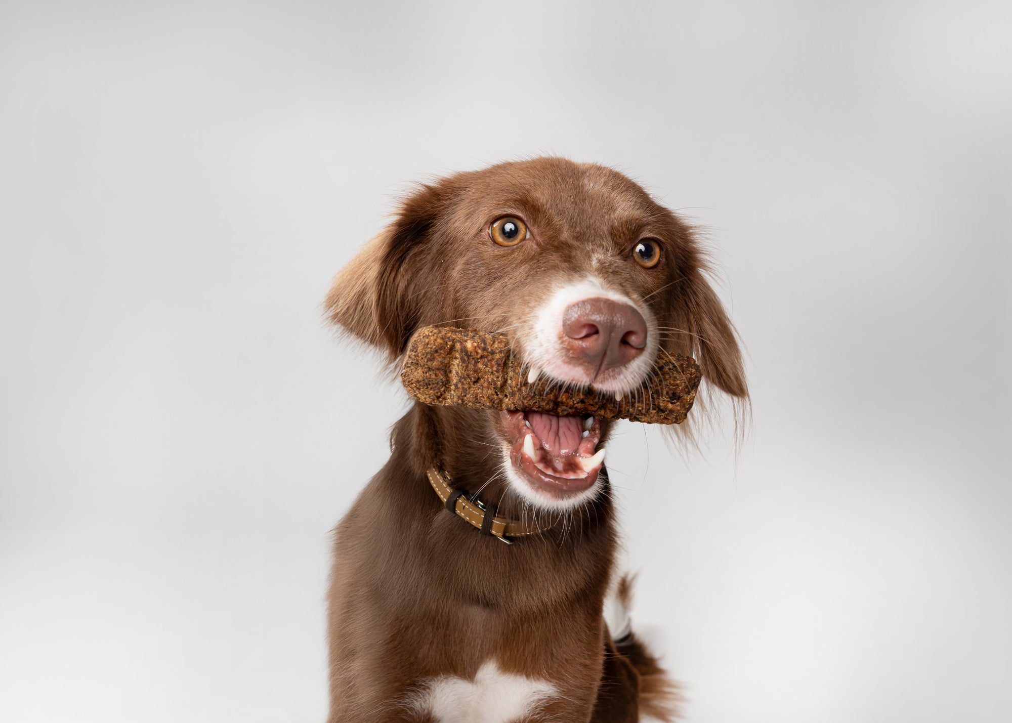 Paw-R Bars
