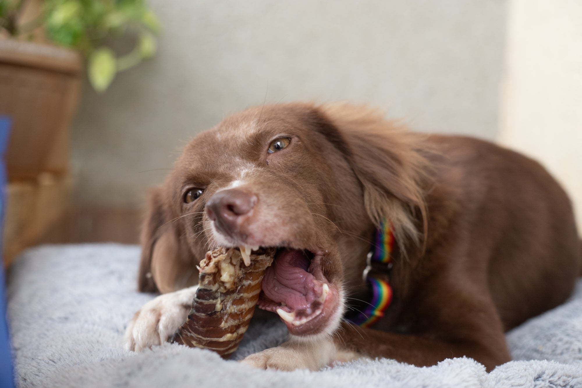 BUFF TRACHEA