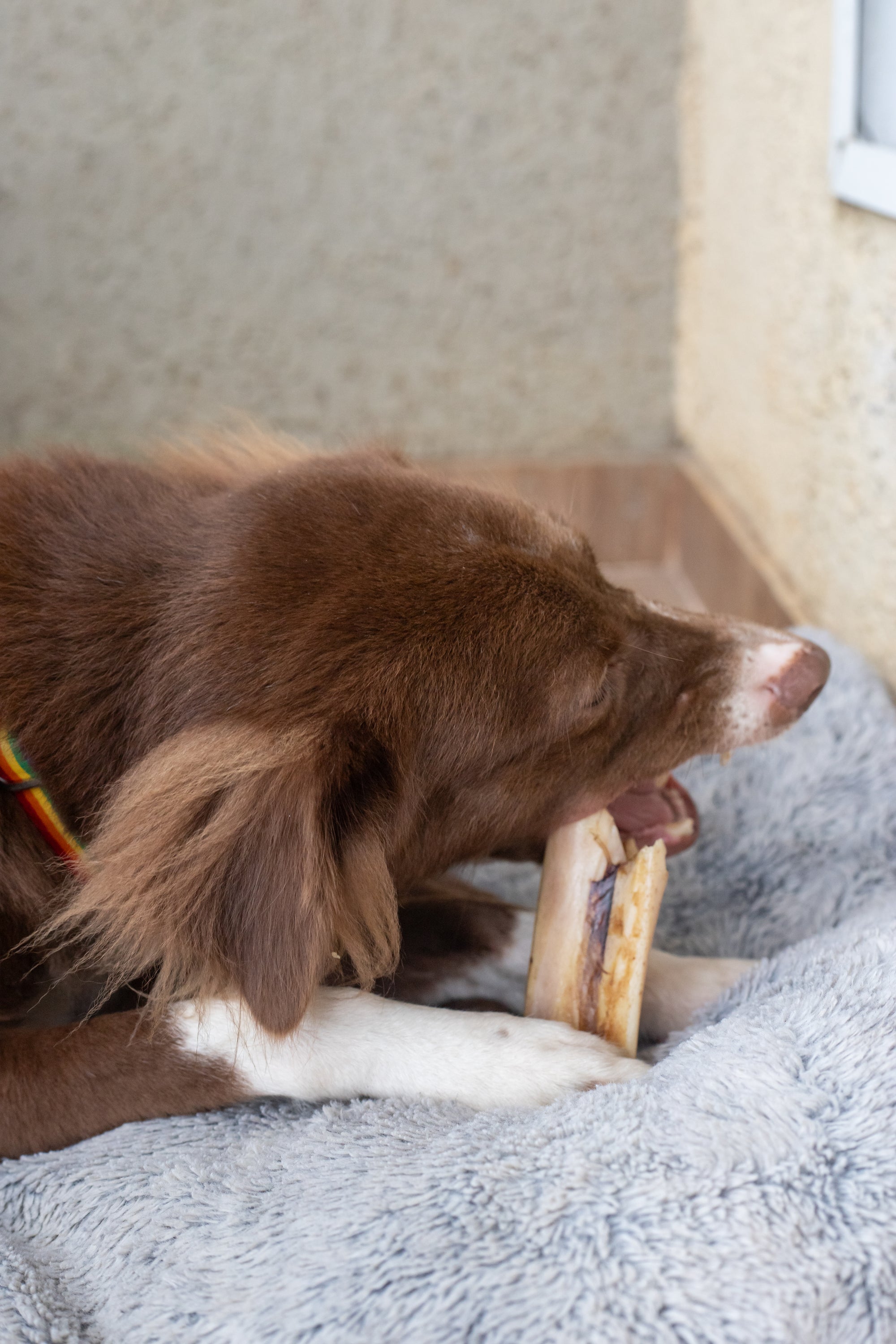 LAMB BONE